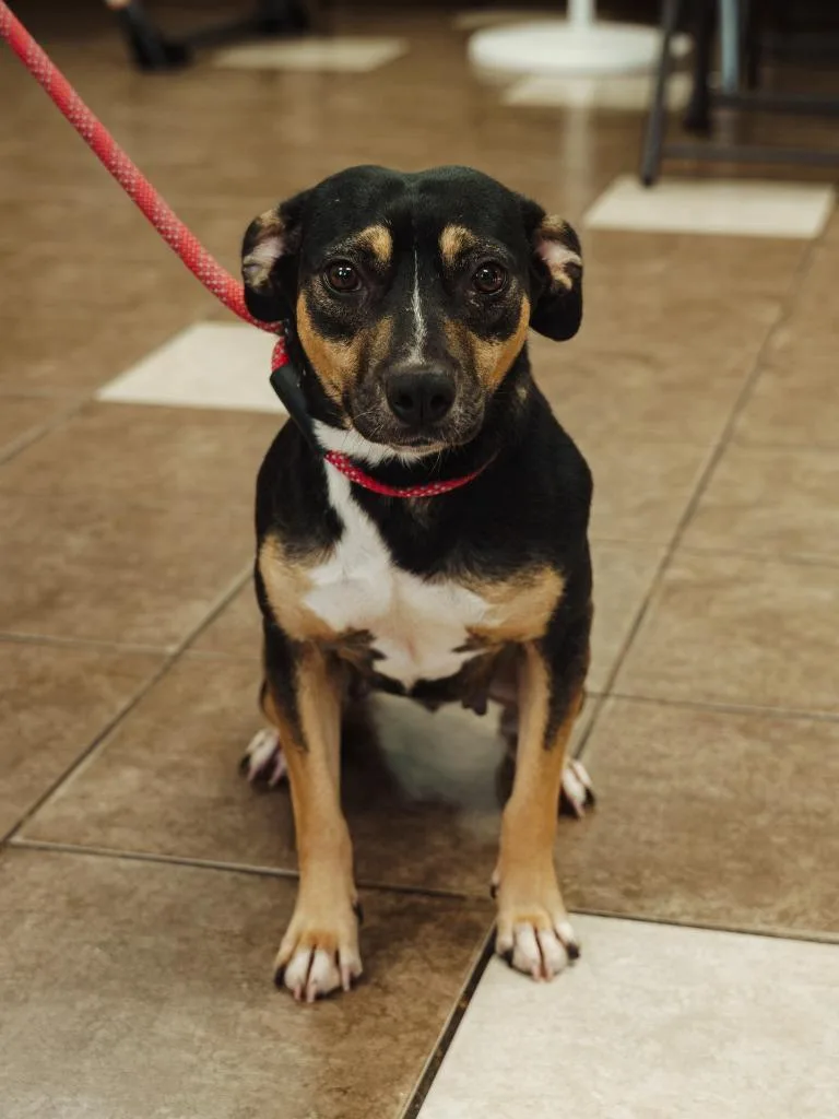 A young medium-sized female Terrier dog named Brownie for adoption in Mocksville, NC