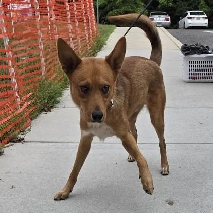 An adult medium-sized male German Shepherd Dog dog named Landon for adoption in Voorhees, NJ