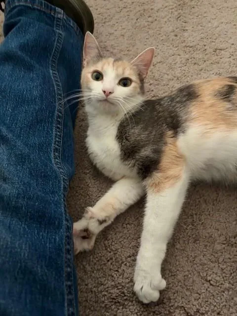 A young medium-sized female Domestic Short Hair cat named Dolly for adoption in Louisville, KY