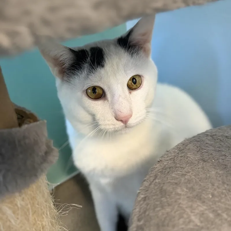 An adult extra large-sized male Domestic Short Hair cat named Yin for adoption in Hamburg, NY