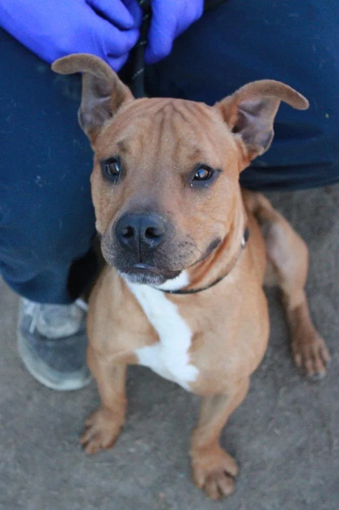 Scrappy  Doo thumbnail 4