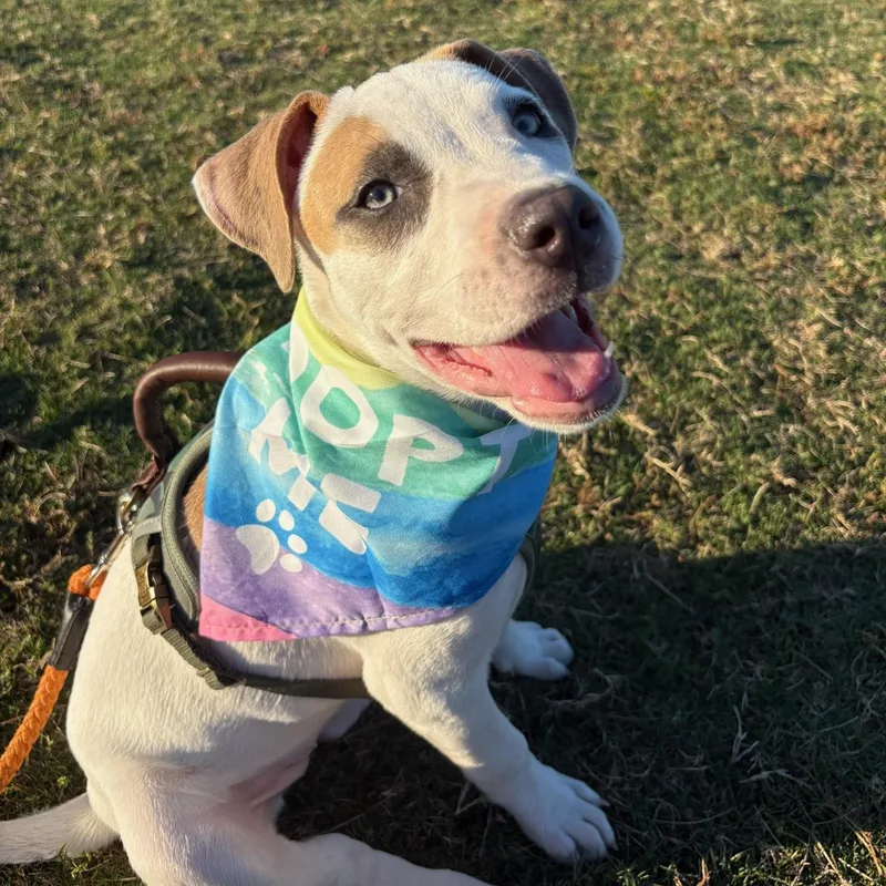 A baby medium-sized female Pit Bull Terrier dog named Carrie for adoption in Charlotte, NC