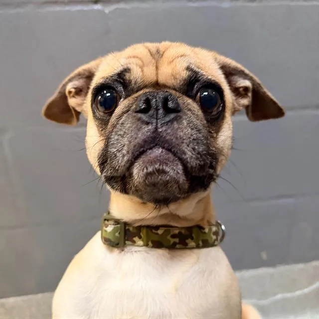 An adult small-sized female Pug dog named Ladybug for adoption in Alameda, CA