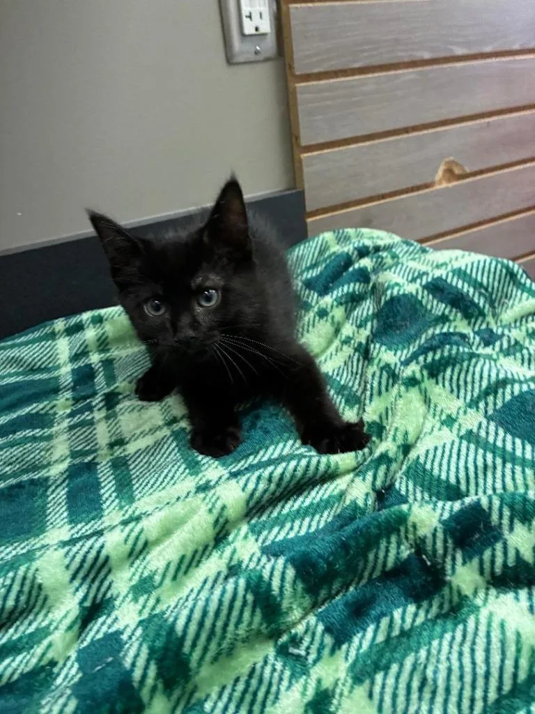 A baby small-sized male Domestic Medium Hair cat named Jax for adoption in Sidney, OH