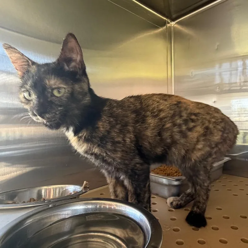 An adult small-sized female Black Domestic Short Hair cat named Hollow for adoption in Edinburg, TX