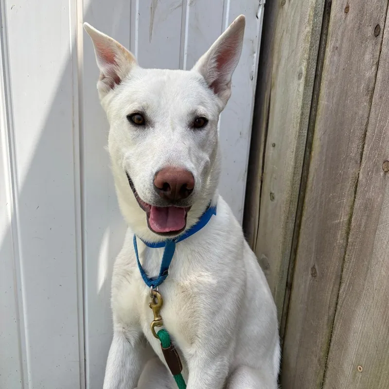 An adult small-sized male White / Cream Husky dog named Ernie for adoption in West Des Moines, IA