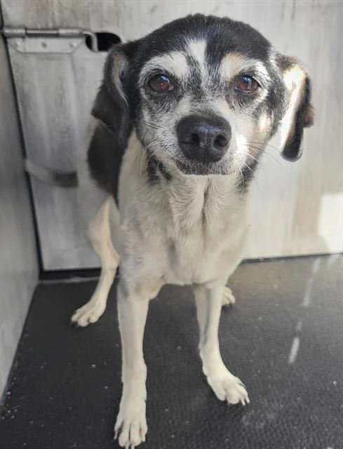 An adult small-sized male Chihuahua dog named Melvin for adoption in San Antonio, TX