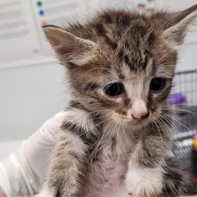 A baby small-sized female Brown / Chocolate Domestic Short Hair cat named Bella for adoption in Los Angeles, CA