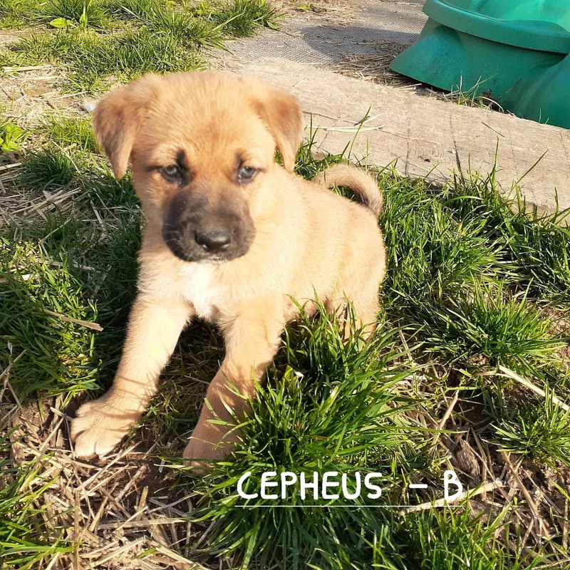 A baby medium-sized male German Shepherd Dog dog named Cepheus for adoption in Sparta, NJ