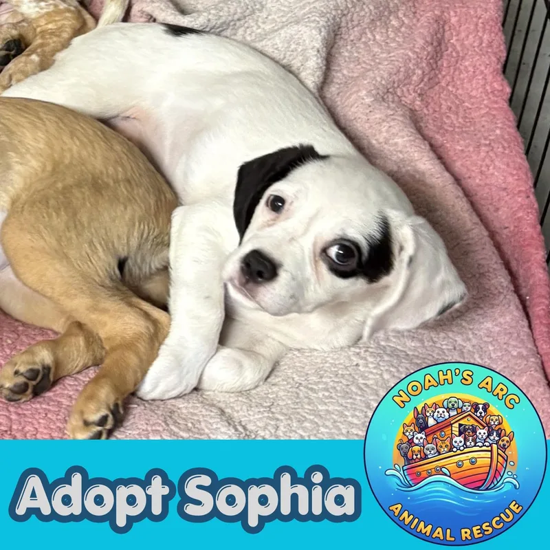 A baby small-sized female White / Cream Australian Cattle Dog / Blue Heeler dog named Sophia for adoption in Talbott, TN