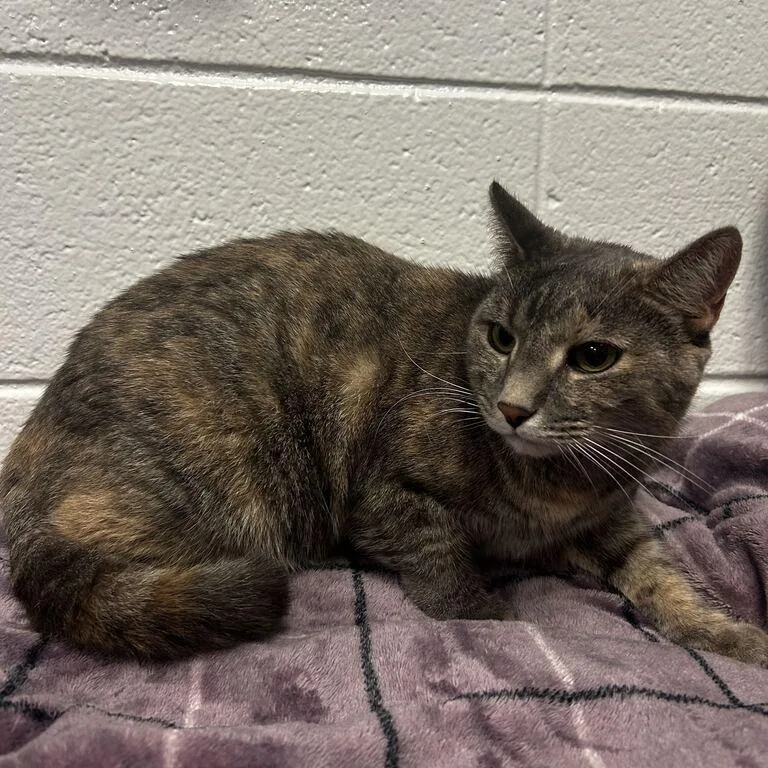 An adult large-sized female Domestic Short Hair cat named Lexi for adoption in Spruce Pine, NC