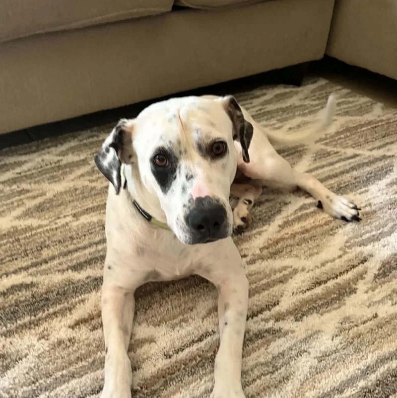 An adult medium-sized female Dalmatian dog named Nova for adoption in Houston, TX