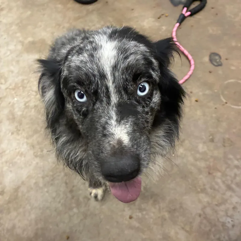 An adult medium-sized male Brindle Australian Shepherd dog named Muck for adoption in Corbin, KY