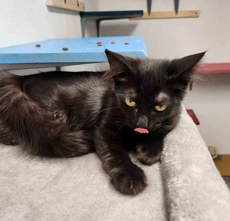 A young medium-sized female Black Domestic Short Hair cat named Priscilla for adoption in Yarnell, AZ