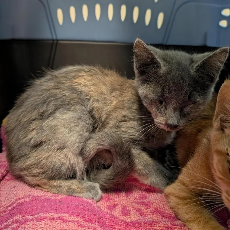 A baby small-sized female Gray / Blue / Silver Domestic Medium Hair cat named Cali for adoption in Tacoma, WA