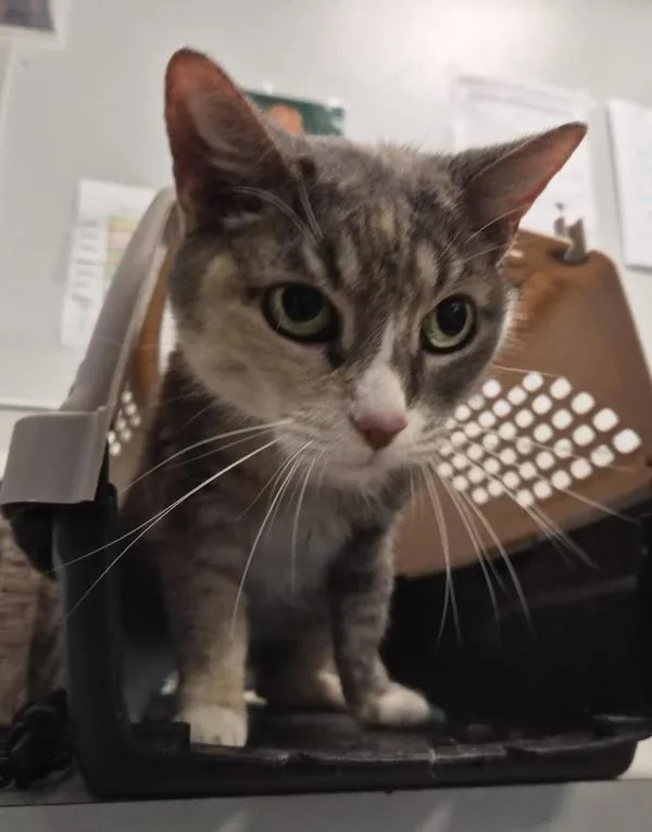 An adult medium-sized female Domestic Short Hair cat named Calicoco for adoption in New York, NY