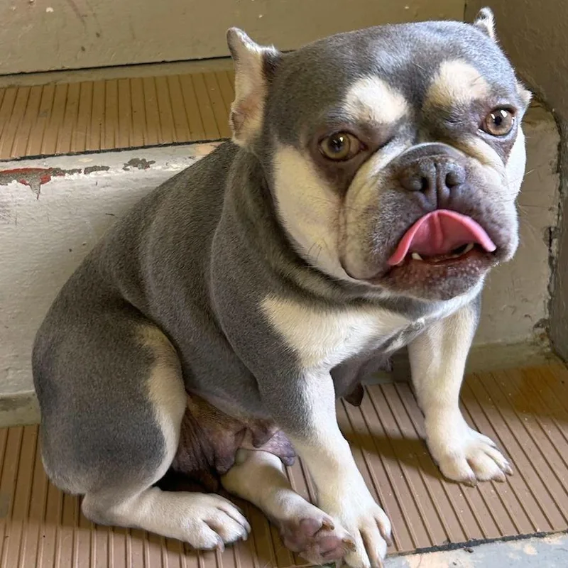 An adult small-sized female French Bulldog dog named Lily for adoption in Elyria, OH