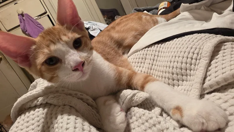 A baby large-sized male Orange & White Domestic Short Hair cat named Taffy for adoption in Santa Ana, CA