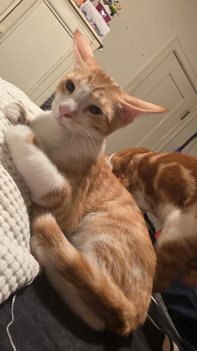 Taffy thumbnail 3