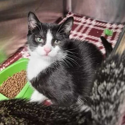A baby small-sized male Black Domestic Short Hair cat named Boomerang for adoption in Davenport, IA