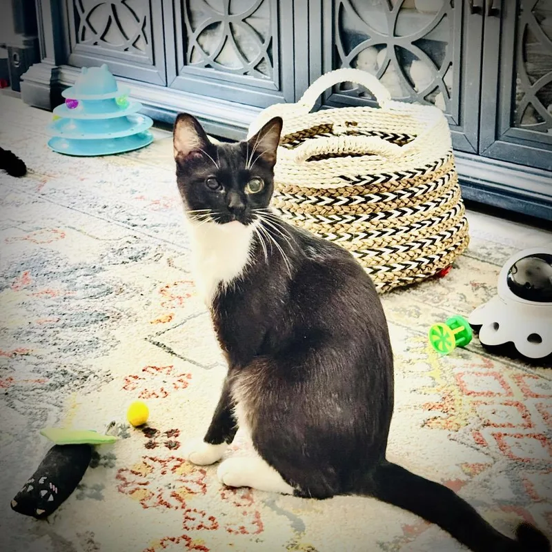 A young medium-sized male Black Domestic Short Hair cat named Bandit for adoption in Las Vegas, NV
