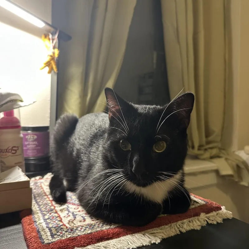 Purr Malone thumbnail 4