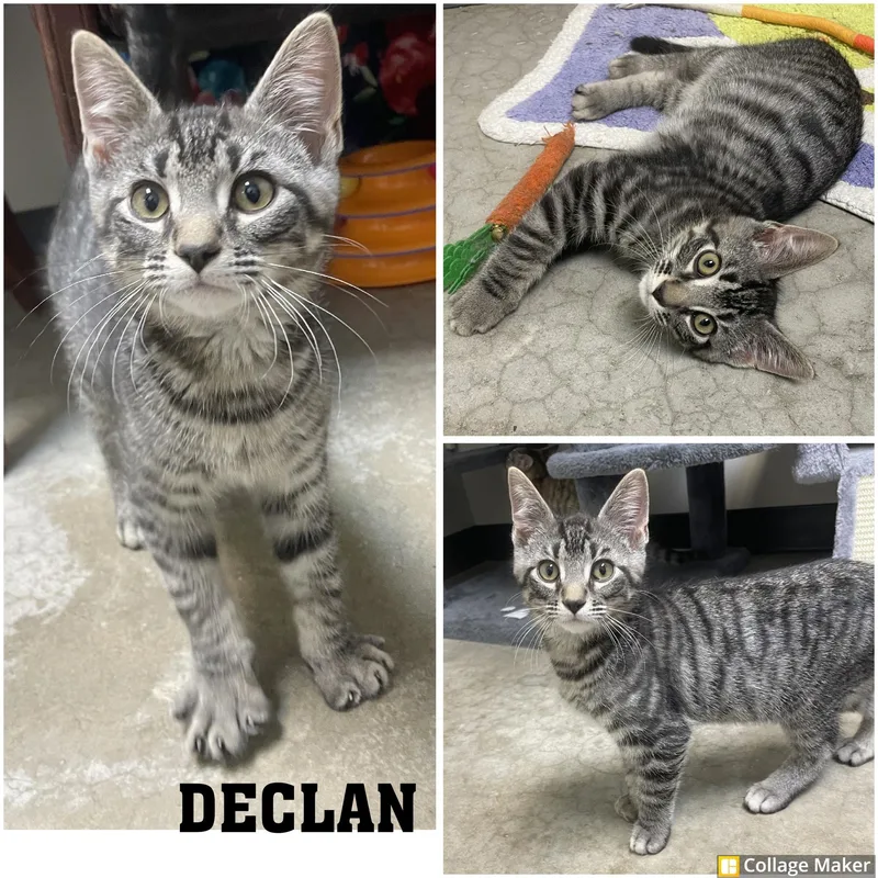 A young medium-sized male Domestic Short Hair cat named Declan for adoption in Clearfield, PA