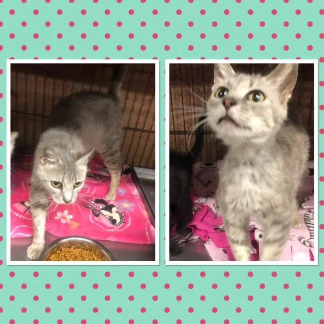An adult small-sized female Tabby (Gray / Blue / Silver) Domestic Short Hair cat named Dominique for adoption in Buckhannon, WV