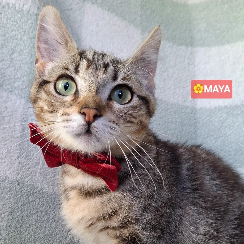 A baby small-sized female Tabby (Brown / Chocolate) Domestic Short Hair cat named Maya for adoption in Fullerton, CA