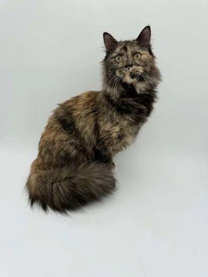 An adult medium-sized female Domestic Long Hair cat named Crayola for adoption in Bowling Green, KY