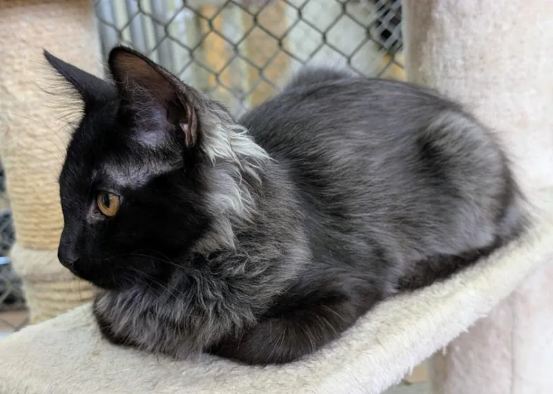 A baby medium-sized male Domestic Medium Hair cat named Izzy for adoption in Peoria, AZ