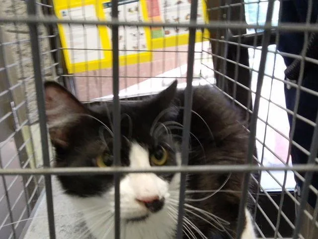 A young medium-sized female Domestic Medium Hair cat named Luna for adoption in Tulsa, OK