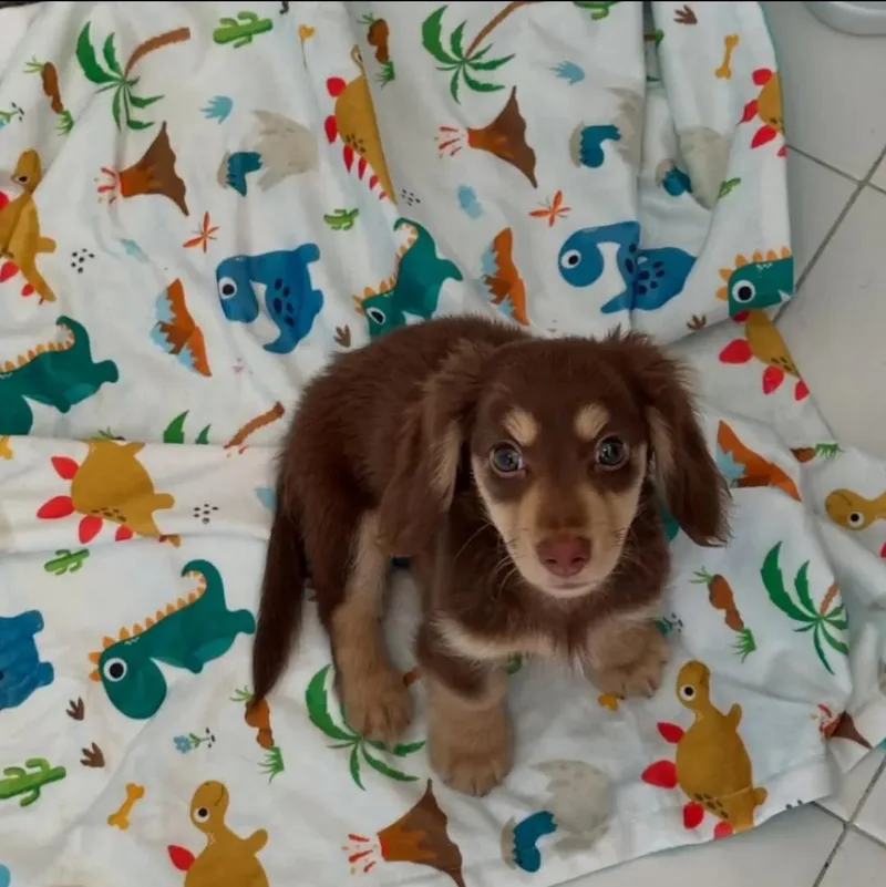 A baby small-sized male Dachshund dog named Mitts for adoption in Palatine, IL