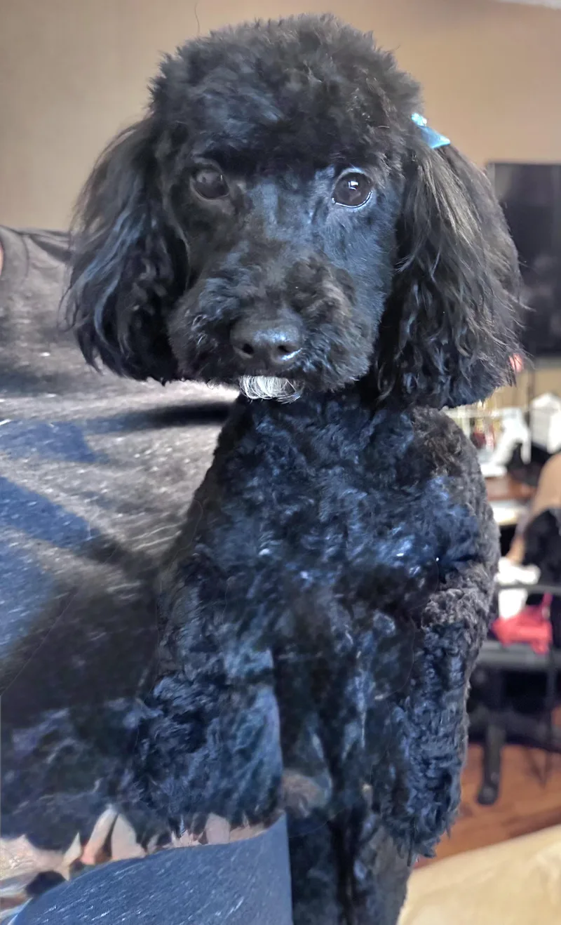 An adult small-sized female Black Poodle (Toy) dog named Luna for adoption in Tracy, CA