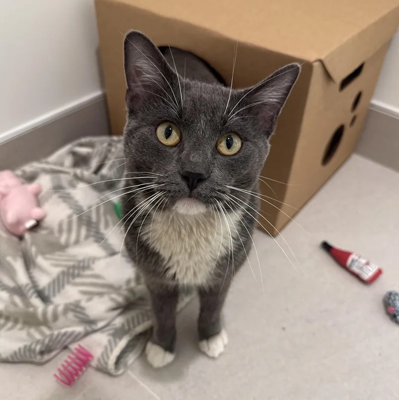 An adult medium-sized male Gray & White Domestic Short Hair cat named Tommy for adoption in Evanston, IL