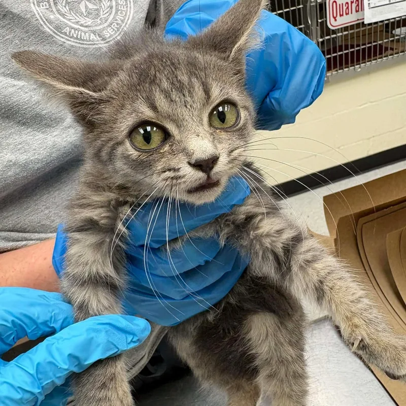 A baby small-sized male Domestic Short Hair cat named Jaxson for adoption in Bastrop, TX