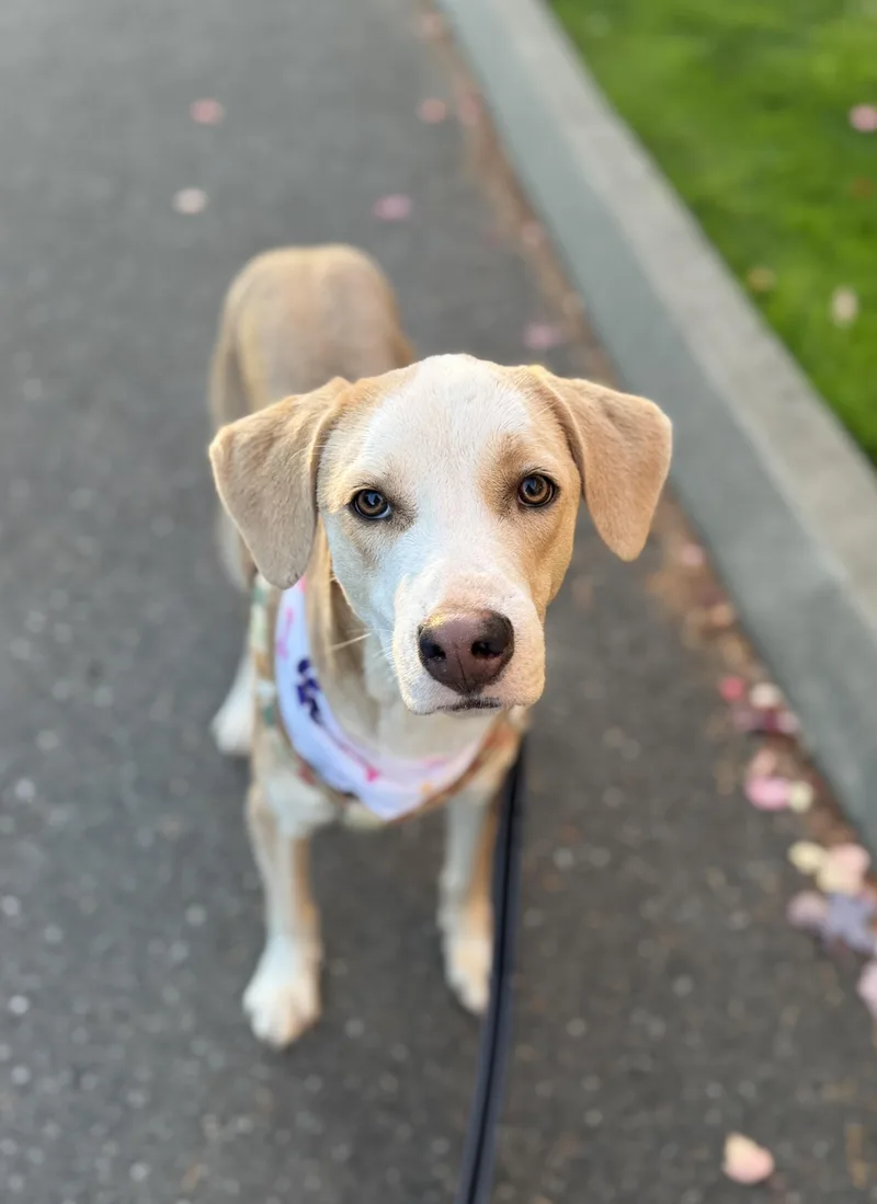 A young medium-sized female Yellow / Tan / Blond / Fawn Labrador Retriever dog named Angel for adoption in lynnwood , WA