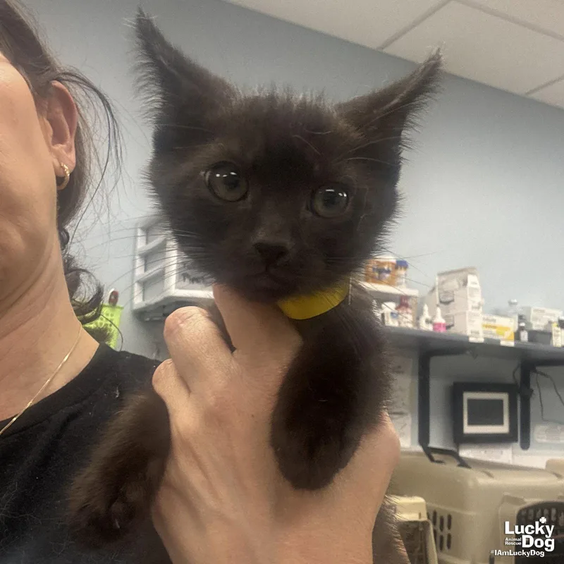 A baby medium-sized male Black Domestic Short Hair cat named Dew for adoption in Washington, DC