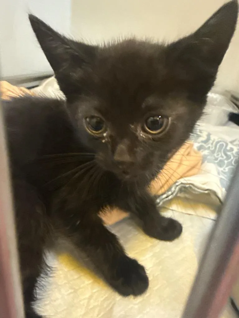 A baby medium-sized female Domestic Short Hair cat named Deliah for adoption in Douglasville, GA
