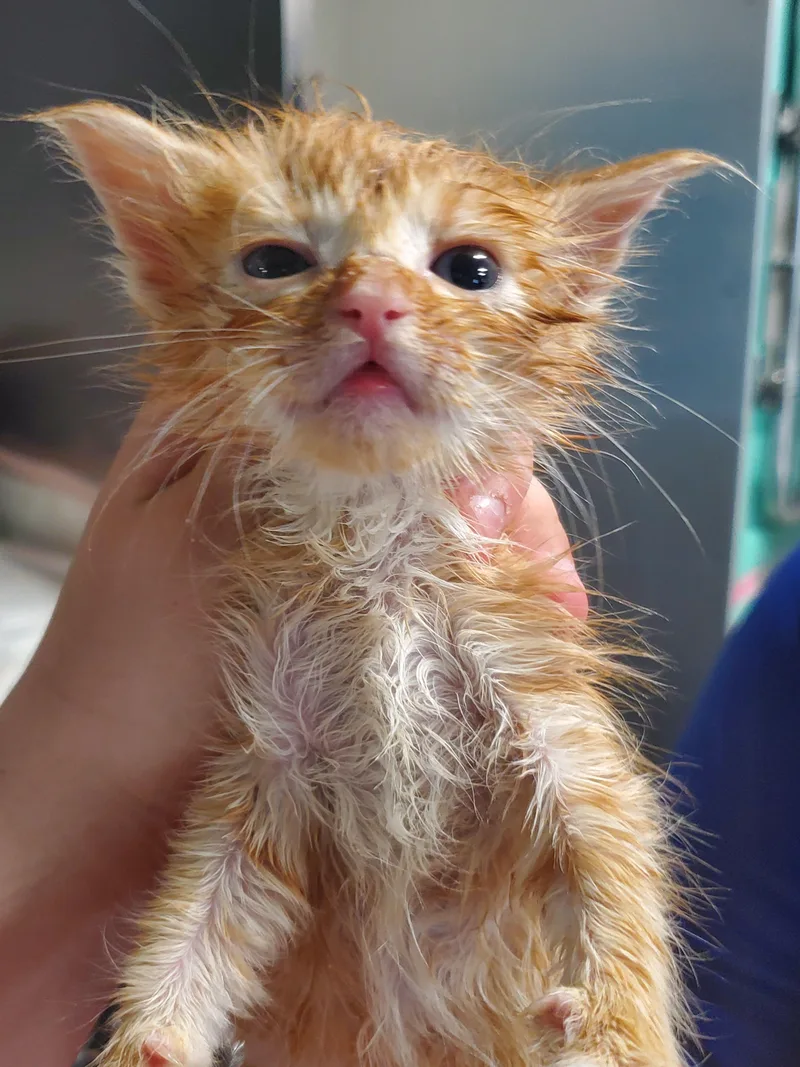 A baby small-sized male Domestic Medium Hair cat named Toby for adoption in Wasilla, AK