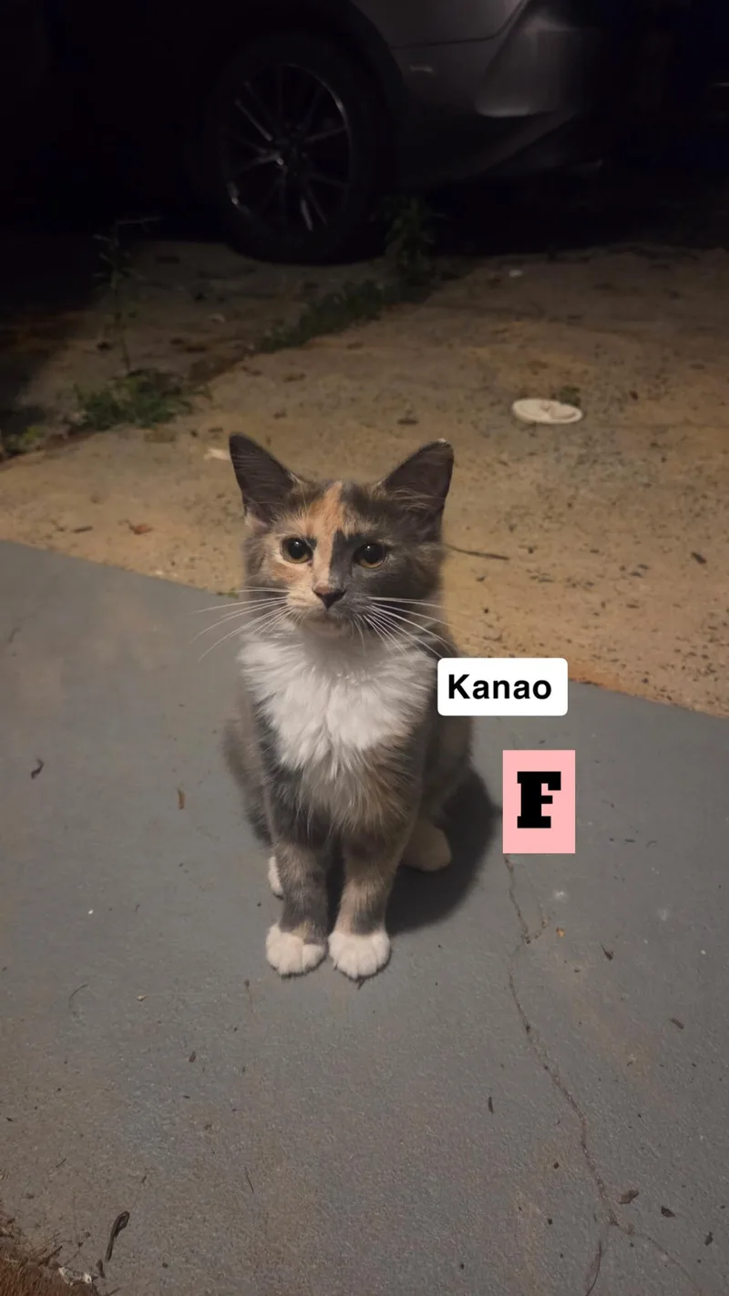 A baby medium-sized female Domestic Long Hair cat named Kanao Genya for adoption in Charlotte, NC