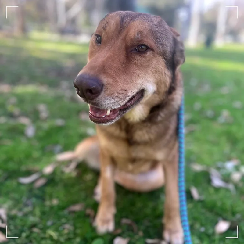 An adult large-sized female Red / Chestnut / Orange Collie dog named Lindsey for adoption in Upland, CA