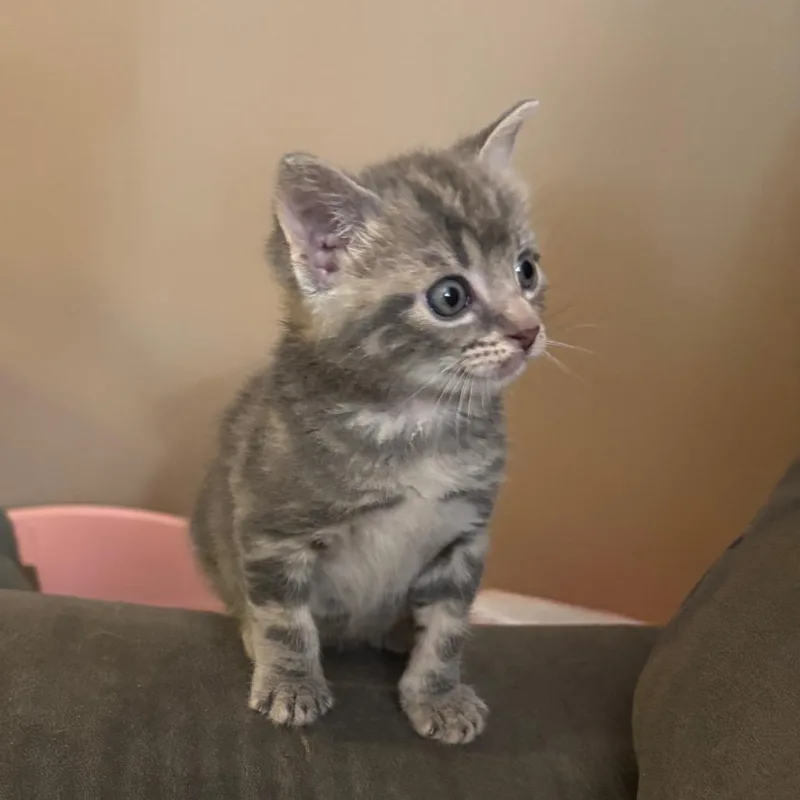 A baby small-sized male Gray / Blue / Silver Domestic Short Hair cat named Zeki for adoption in Harrisonburg, VA