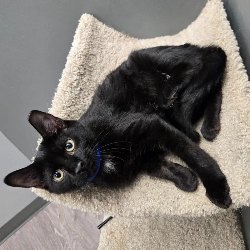 A baby medium-sized male Black Domestic Short Hair cat named Apawllo for adoption in Hamburg, NY