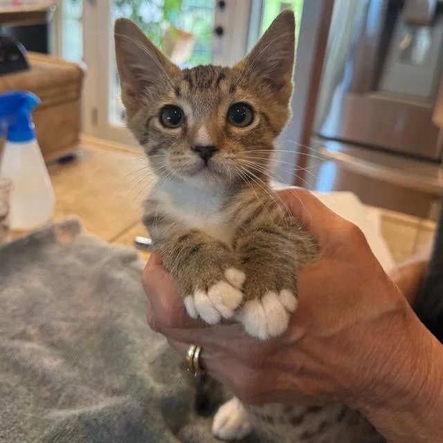 Gizmo