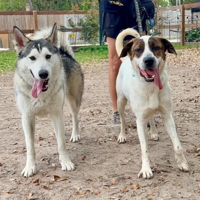 An adult large-sized male White / Cream Labrador Retriever dog named Odin Perfect With Everything for adoption in Friendswood, TX