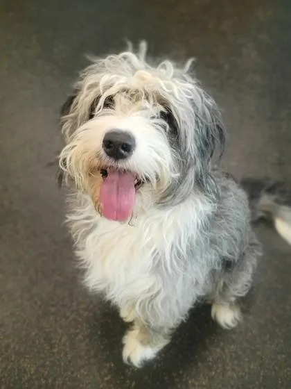 An adult medium-sized female Standard Poodle dog named Stratus for adoption in Westland, MI