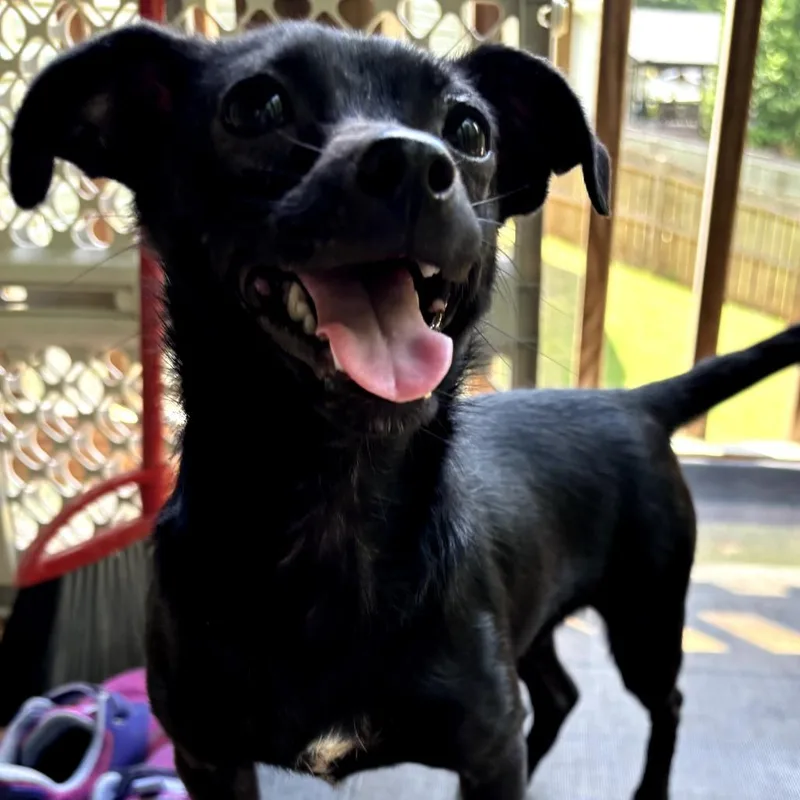 A young small-sized female Black Chihuahua dog named Trolli for adoption in Simpsonville, SC