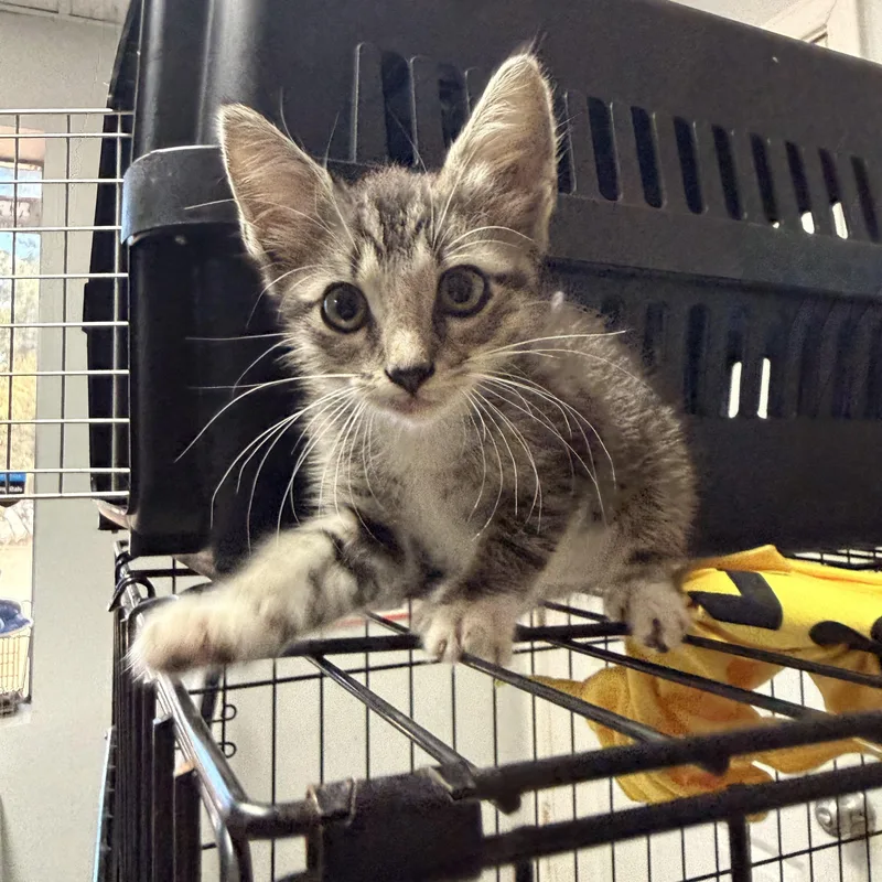 A baby medium-sized female Tabby cat named Michelle Obama for adoption in Columbia, SC