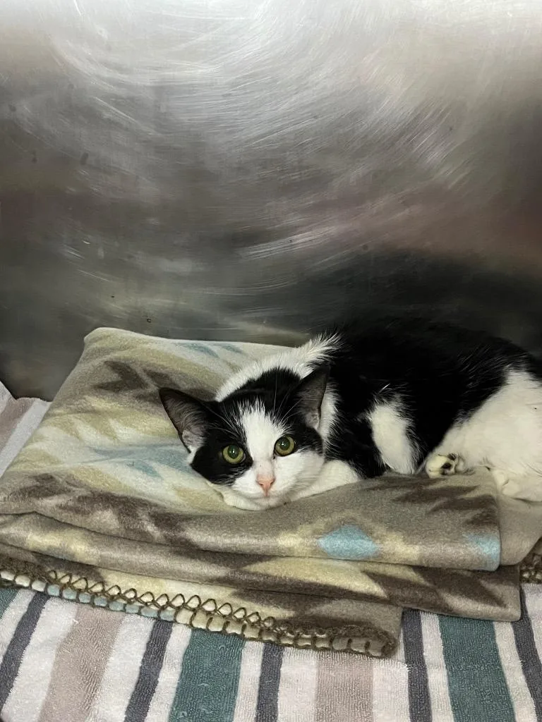 A baby medium-sized female Domestic Short Hair cat named Rosemary for adoption in Berlin, MD